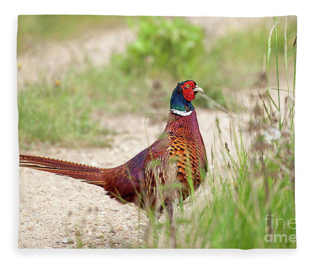 Male Fleece Blanket featuring the photograph Wild male pheasant close up on track by Simon Bratt