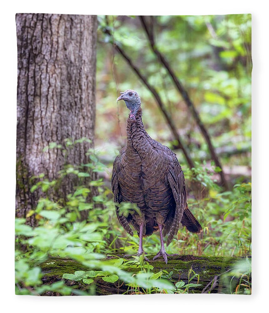 Wild Turkey Fleece Blanket featuring the photograph Wild Turkey Standing on a Log by Susan Rissi Tregoning