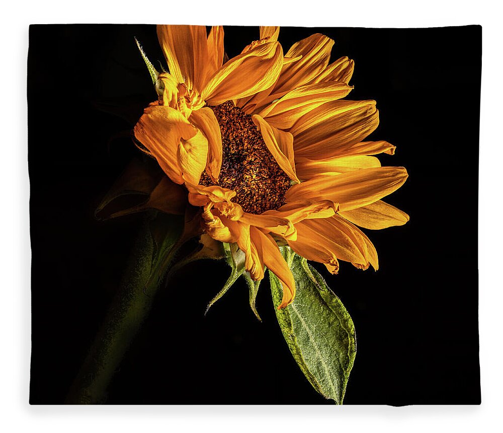 Black Background Fleece Blanket featuring the photograph Wilting Sunflower #1 by Kevin Suttlehan
