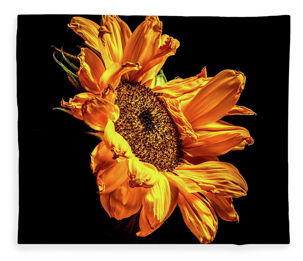 Black Background Fleece Blanket featuring the photograph Wilting Sunflower #2 by Kevin Suttlehan