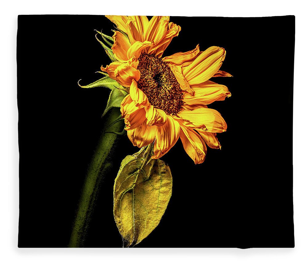 Black Background Fleece Blanket featuring the photograph Wilting Sunflower #3 by Kevin Suttlehan