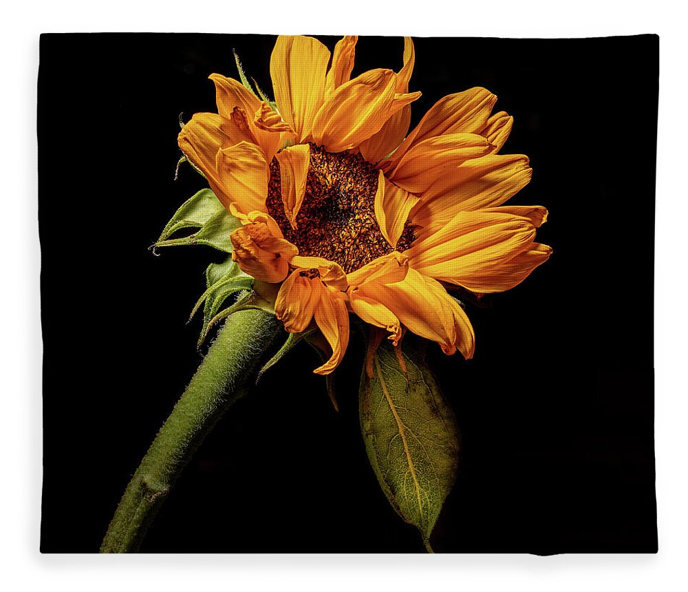 Black Background Fleece Blanket featuring the photograph Wilting Sunflower #4 by Kevin Suttlehan