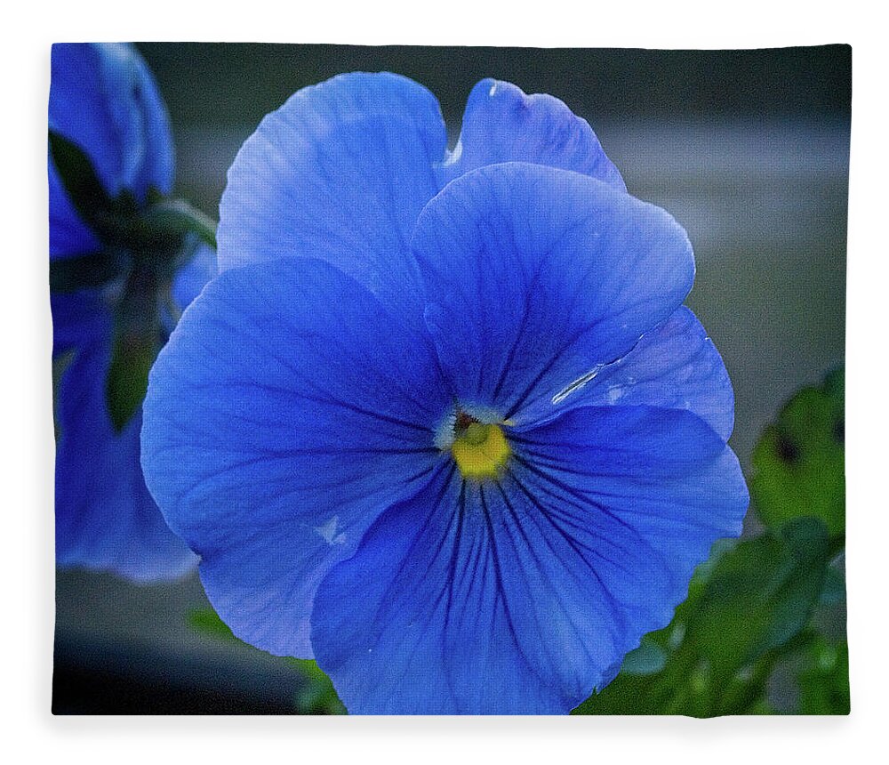 Nature Fleece Blanket featuring the photograph Winter Bloom by George Taylor