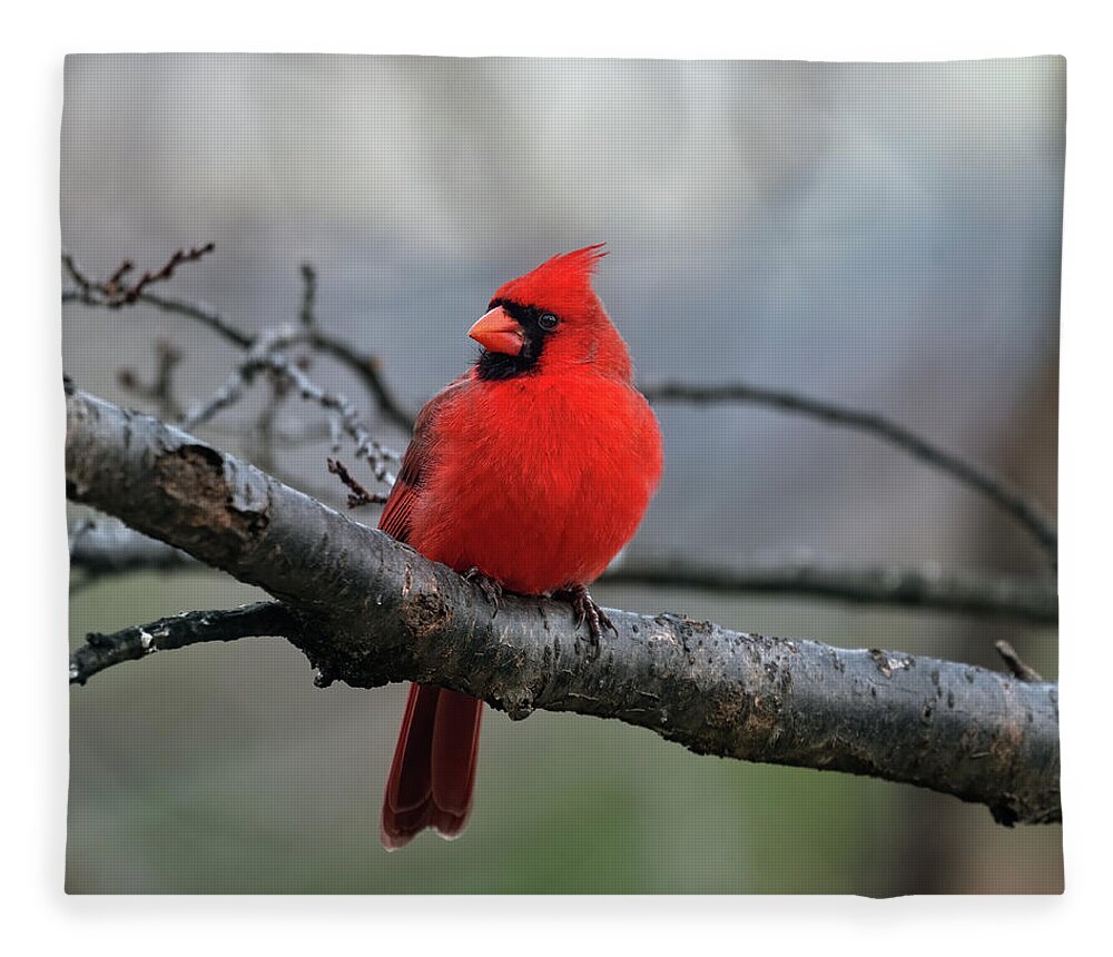 Cardinal Fleece Blanket featuring the photograph Winter Cardinal 2021 by Lara Ellis