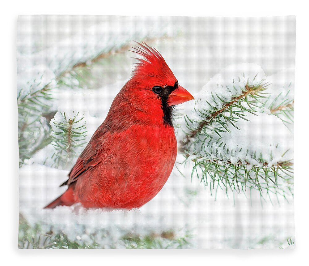 Winter Fleece Blanket featuring the photograph Winter Cardinal Square by Christina Rollo