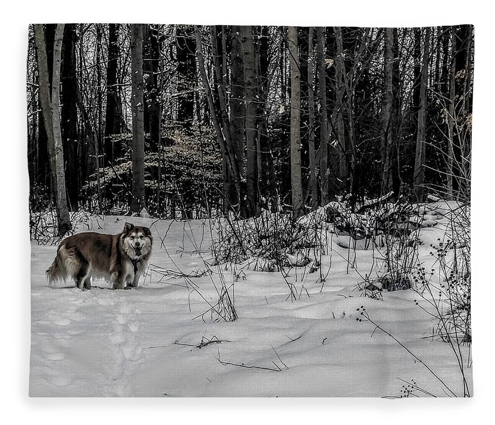  Fleece Blanket featuring the photograph Winter Hike by Brad Nellis