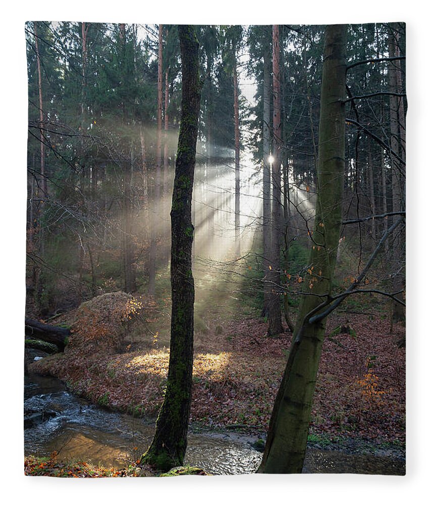 Winter Fleece Blanket featuring the photograph Winter light in the forest 2 by Adriana Mueller