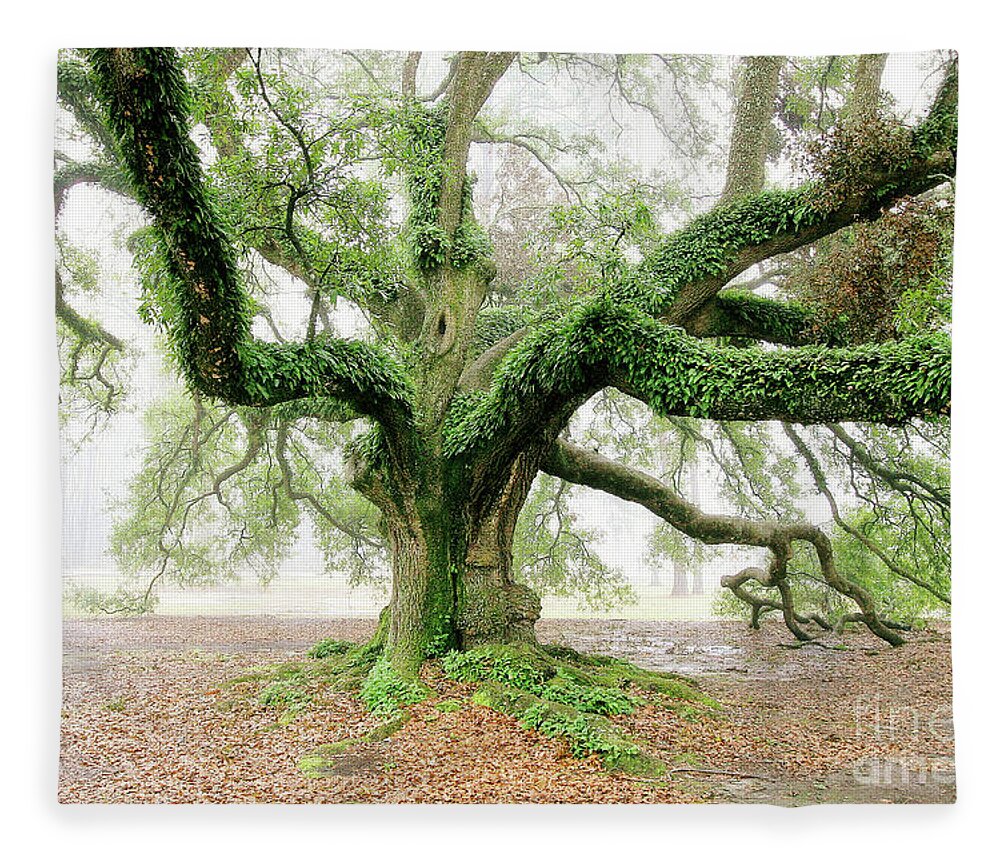 Nature Fleece Blanket featuring the photograph Winter Oak by Scott Pellegrin