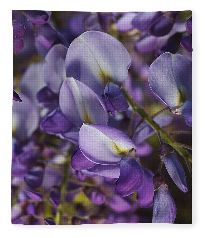 Acanthaceae Fleece Blanket featuring the photograph Wisteria Grace by Joy Watson