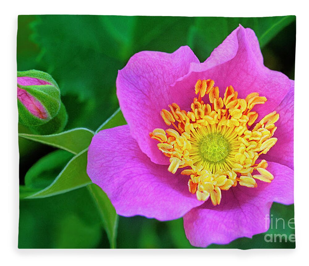 Dave Welling Fleece Blanket featuring the photograph Wood Rose Rosa Woodsii California by Dave Welling