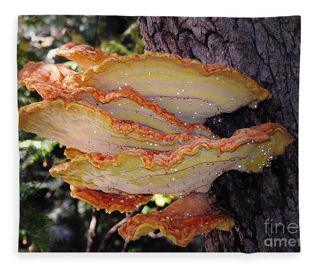 Fungus Fleece Blanket featuring the photograph Woodland Art by Kimberly Furey