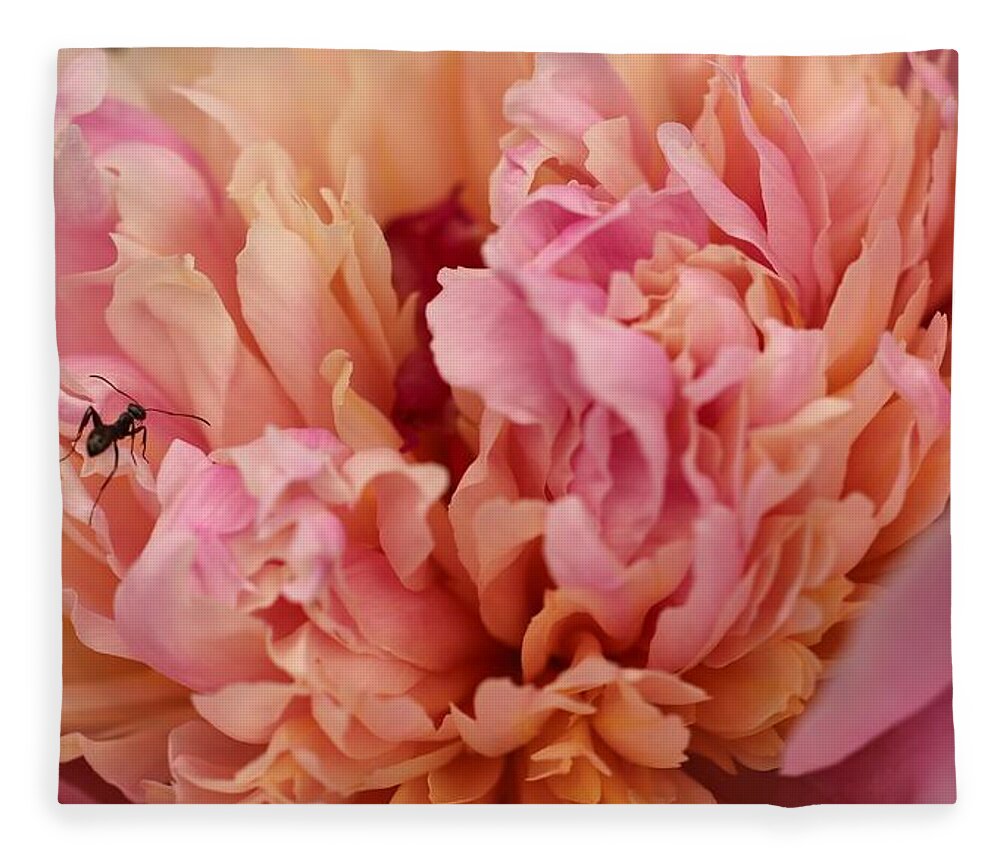 Peony Fleece Blanket featuring the photograph Working hard by Laurie Lago Rispoli