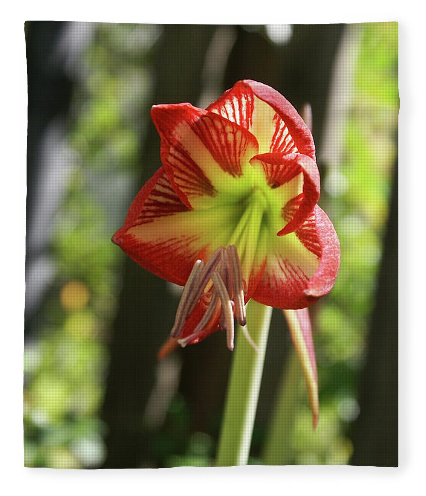  Fleece Blanket featuring the photograph Yellow and Red Amaryllis by Heather E Harman