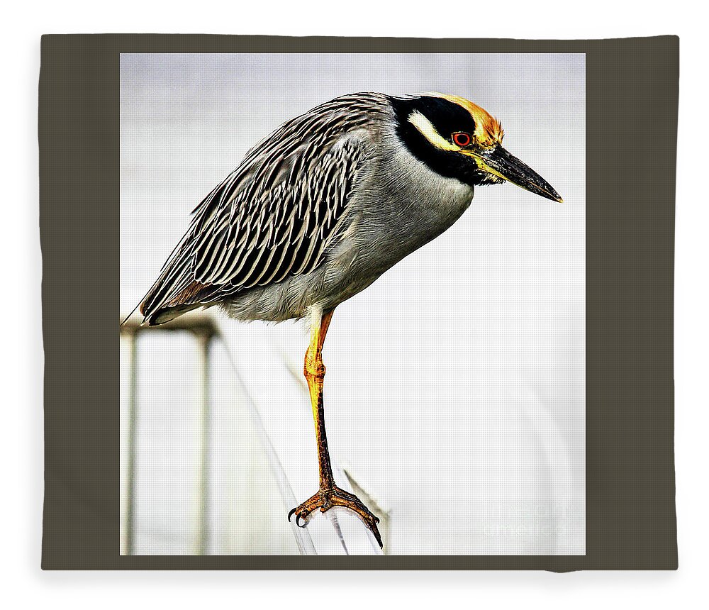 Heron Fleece Blanket featuring the photograph Yellow Crowned Night Heron by Joanne Carey