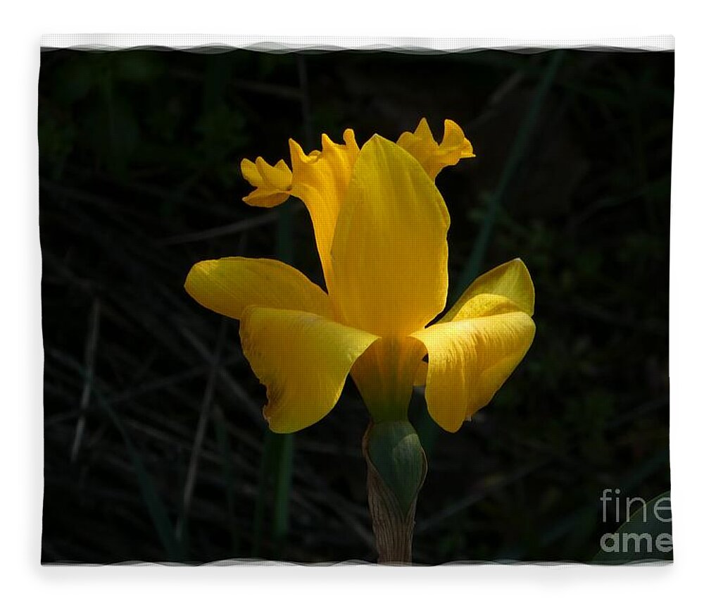 Art Fleece Blanket featuring the photograph Yellow Daffodil 5 by Jean Bernard Roussilhe