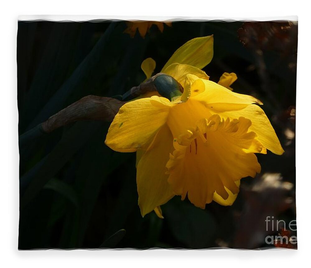 Digital Art Fleece Blanket featuring the photograph Yellow Daffodil 6 by Jean Bernard Roussilhe