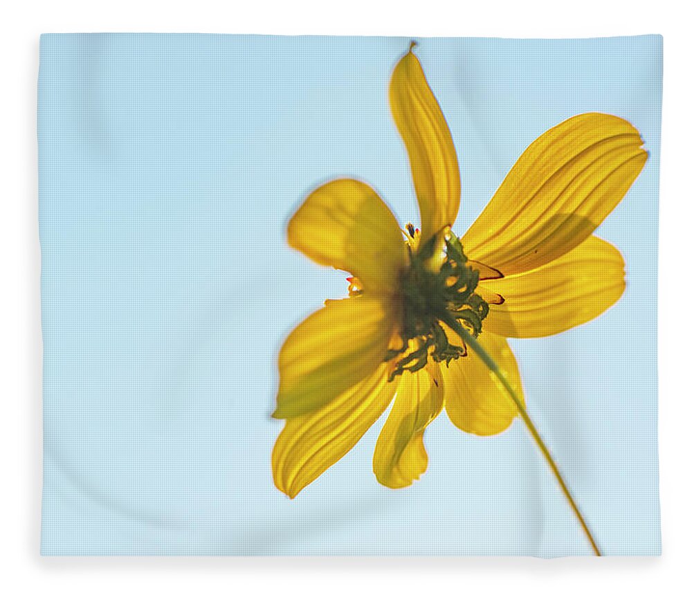 Daisy Fleece Blanket featuring the photograph Yellow Daisy And Sky by Karen Rispin