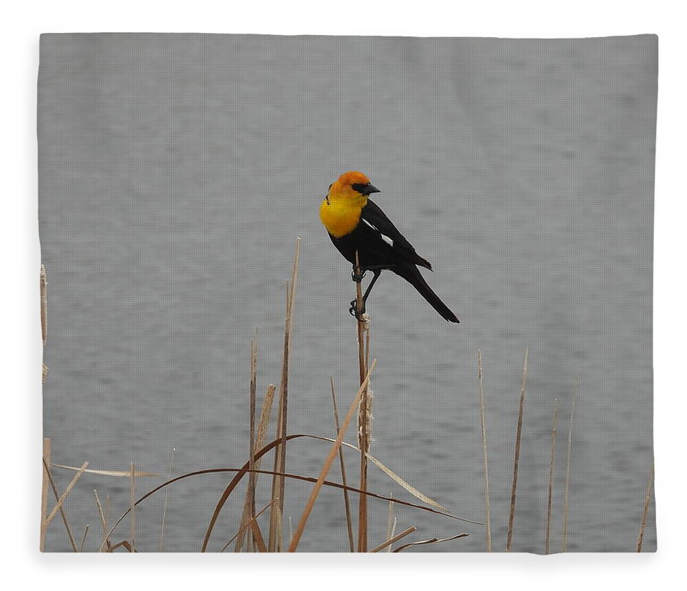 Black Bird Fleece Blanket featuring the photograph Yellow Headed Black Bird 2 by Amanda R Wright