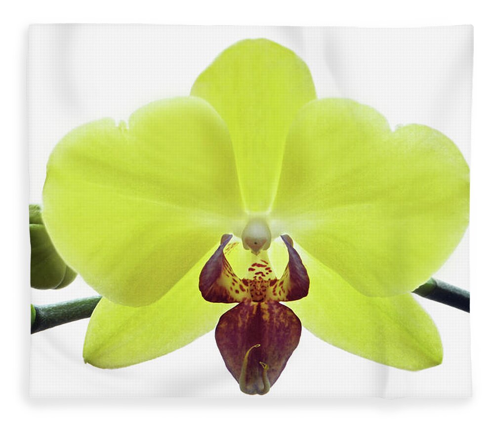 Orchids Fleece Blanket featuring the photograph Yellow Orchid. by Terence Davis