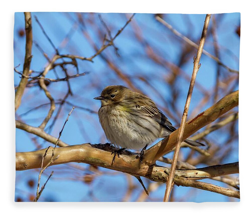 North Fleece Blanket featuring the photograph Yellow-rumped Warbler Perched by Liza Eckardt