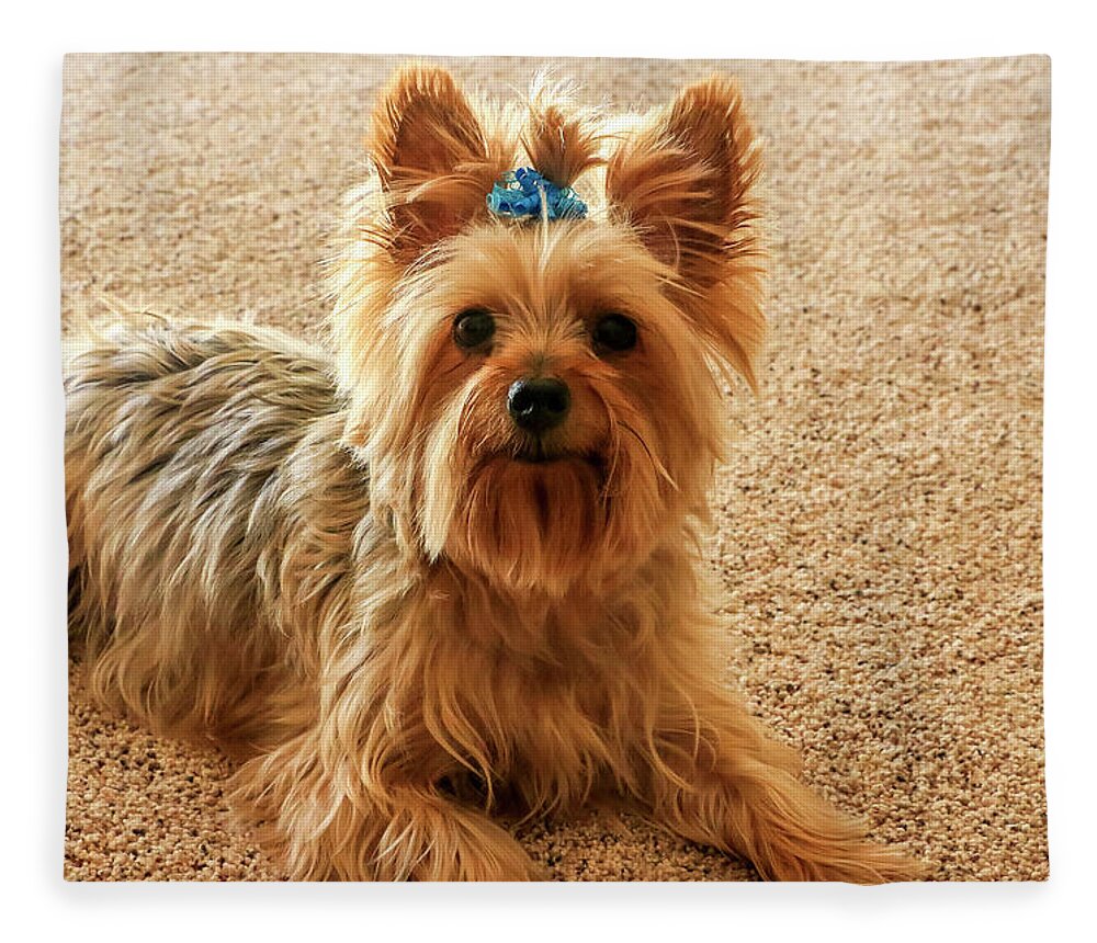 Animal Fleece Blanket featuring the photograph Yorkie with blue bow by Dawn Richards