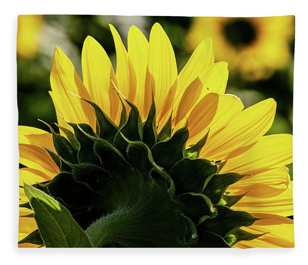 Flowers/plants Fleece Blanket featuring the photograph You are my Sunflower by Louis Dallara
