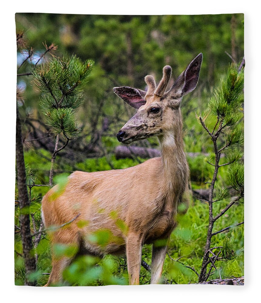 Buck Fleece Blanket featuring the photograph Young Buck on the Mountain by Bonny Puckett