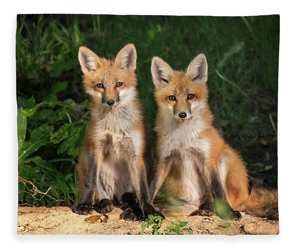 Fox Fleece Blanket featuring the photograph Young Fox in the Wild by Edward Shotwell