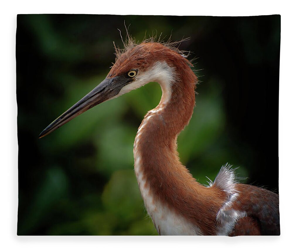 Juvenile Tri Colored Heron Fleece Blanket featuring the photograph Young Tri Colored Heron by Rebecca Herranen