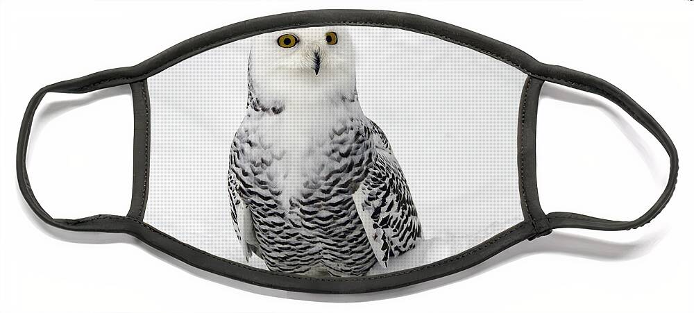Snowy Owl Face Mask featuring the photograph Snowy Owl Bubo scandiacus by Lilach Weiss