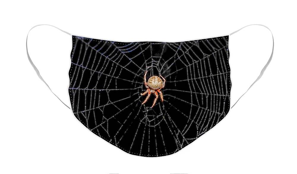Spider Web Face Mask featuring the photograph Spider in Web by Peggy Franz