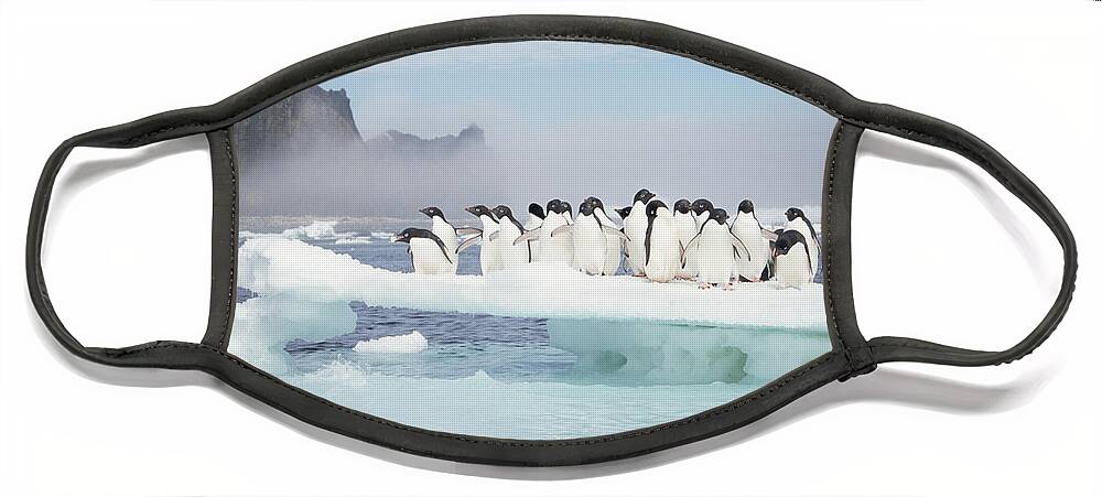 Feb0514 Face Mask featuring the photograph Adelie Penguins On Melting Ice Floe #1 by Tui De Roy
