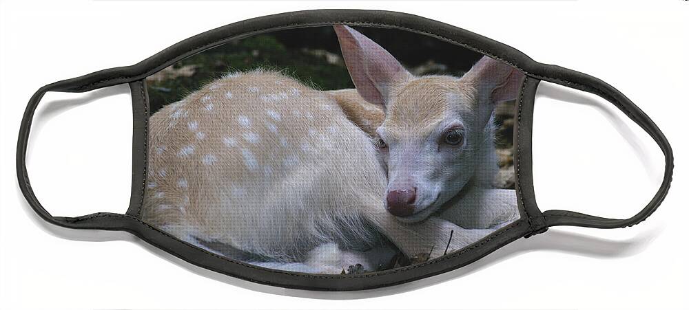 Albinic Face Mask featuring the photograph Albino White-tailed Deer Fawn #1 by Thomas And Pat Leeson