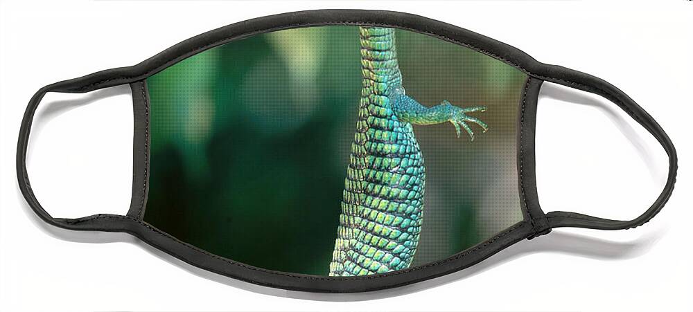 Abronia Face Mask featuring the photograph Alligator Lizard #1 by Steve Cooper
