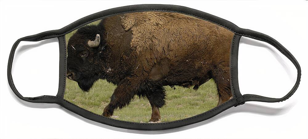 Feb0514 Face Mask featuring the photograph American Bison Male Wyoming #1 by Pete Oxford