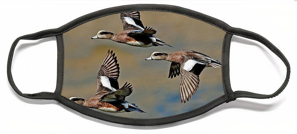 Fauna Face Mask featuring the photograph American Wigeon Drakes #1 by Anthony Mercieca