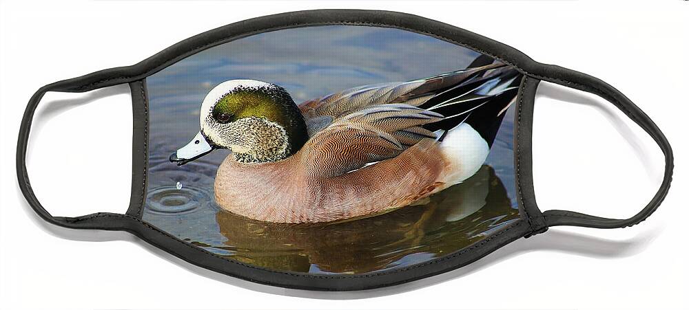American Wigeon Face Mask featuring the photograph American Wigeon by Sue Harper