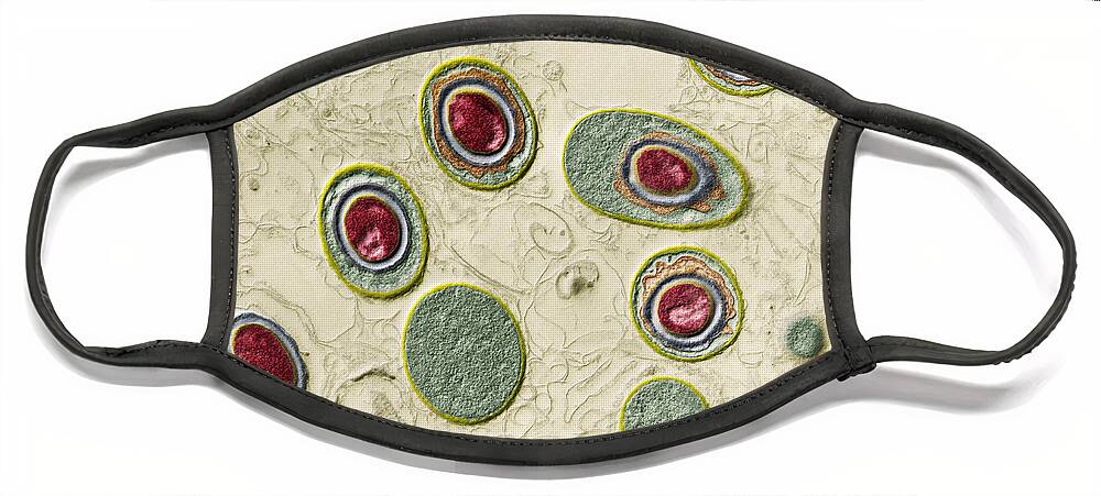 Bacteria Face Mask featuring the photograph Anthrax Bacteria, Bacillus Anthracis by Eye of Science