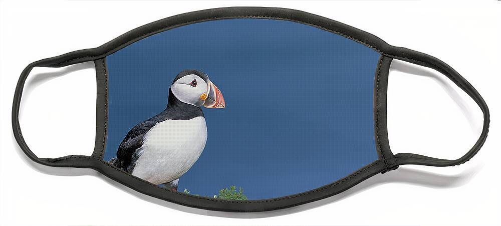 Feb0514 Face Mask featuring the photograph Atlantic Puffin In Breeding Color #1 by Tui De Roy