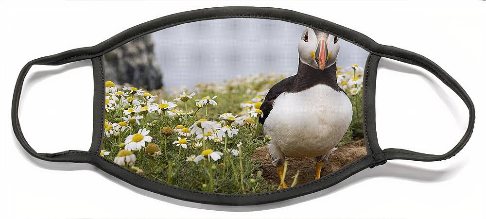 Sebastian Kennerknecht Face Mask featuring the photograph Atlantic Puffin In Breeding Plumage #1 by Sebastian Kennerknecht