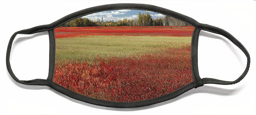 Feb0514 Face Mask featuring the photograph Autumn Blueberry Field Maine #1 by Scott Leslie