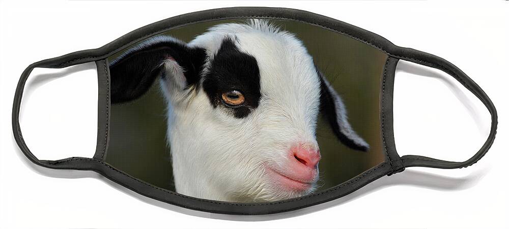 Baby Billy Goat Face Mask featuring the photograph Baby Billy Goat #2 by Savannah Gibbs