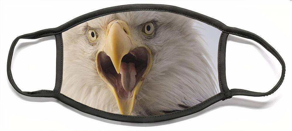 Feb0514 Face Mask featuring the photograph Bald Eagle Calling Alaska #1 by Michael Quinton