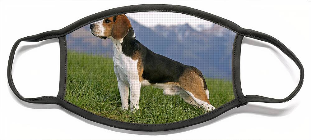 Dog Face Mask featuring the photograph Beagle In Alpine Meadow #1 by Rolf Kopfle