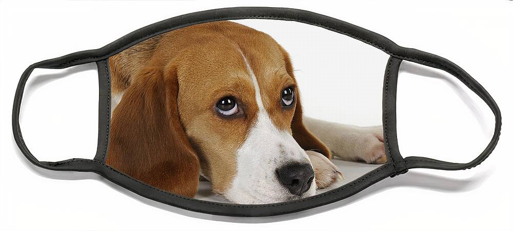 Dog Face Mask featuring the photograph Beagle #1 by John Daniels