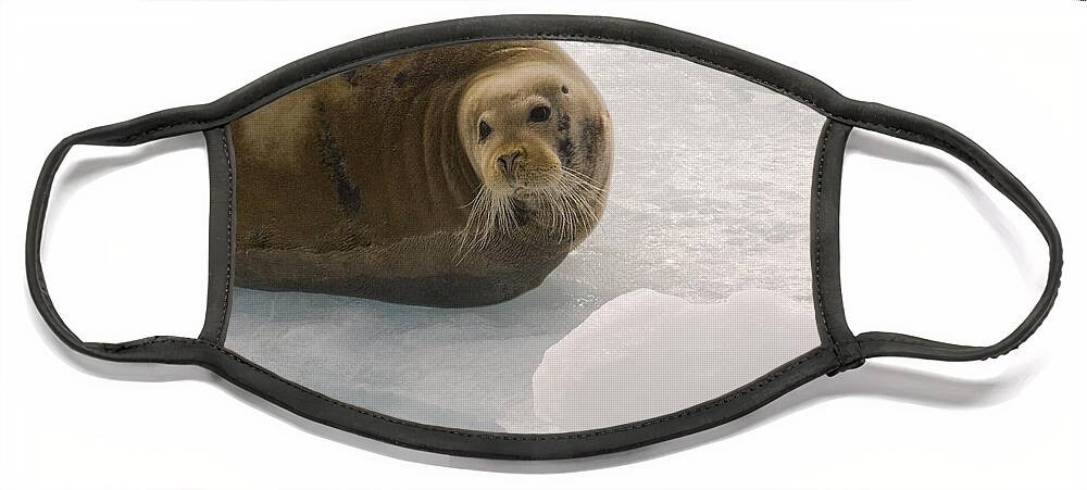 Bearded Seal Face Mask featuring the photograph Bearded Seal On An Ice Floe #1 by John Shaw