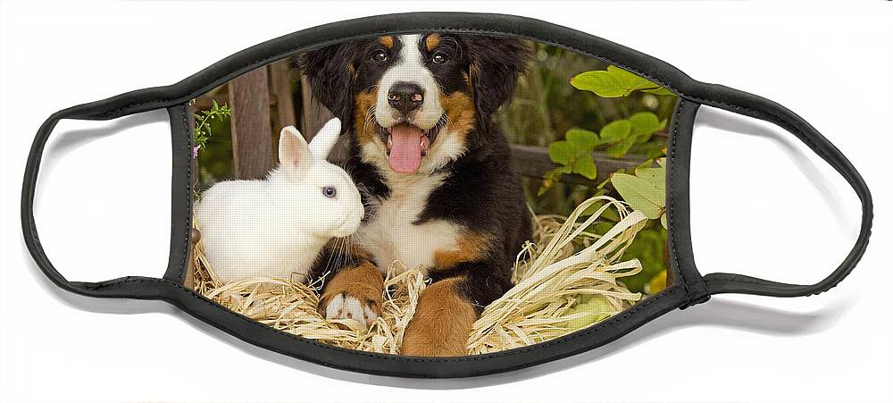 Bernese Mountain Dog Face Mask featuring the photograph Bernese Mountain Puppy And Rabbit #1 by Jean-Michel Labat