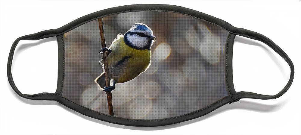 Animal Face Mask featuring the photograph Blue tit #1 by Jaroslaw Blaminsky