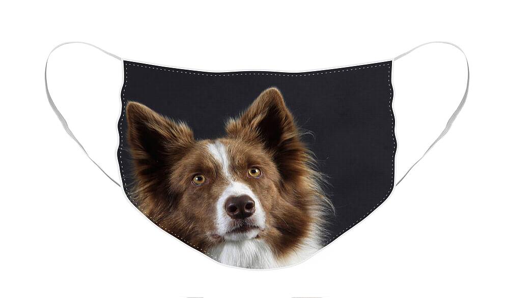 Border Collie Face Mask featuring the photograph Border Collie Dog #1 by Christine Steimer