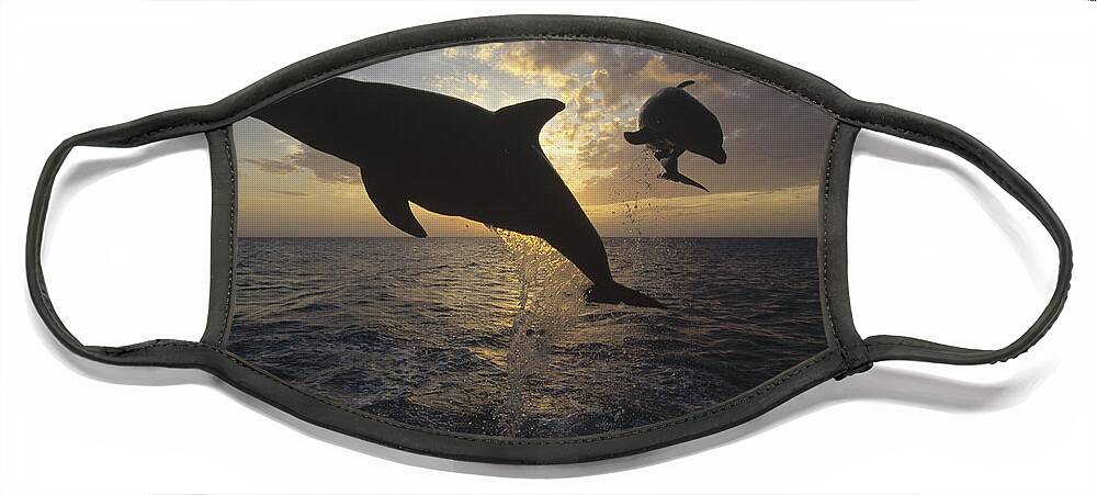 Feb0514 Face Mask featuring the photograph Bottlenose Dolphin Leaping Caribbean #1 by Konrad Wothe